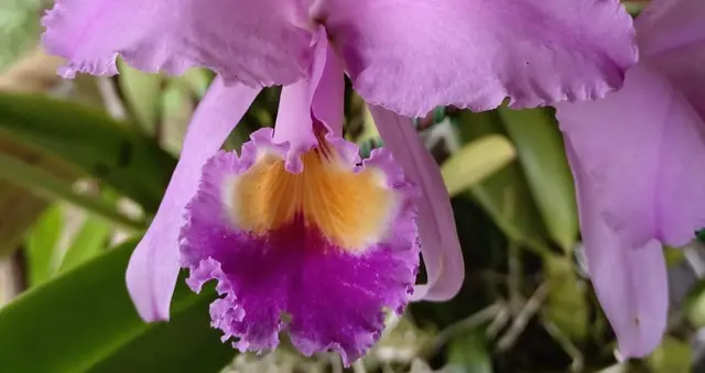 Un mundo de orquídeas · foto 6