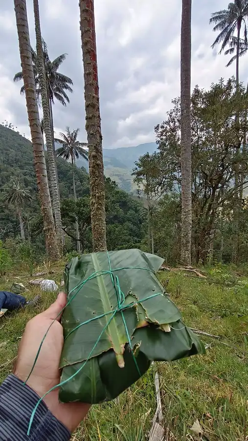 Palma de cera en bosque altoandino (Pijao) · foto 2