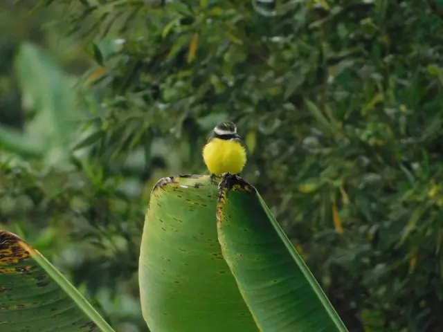 Aves para conocedores (birdwatching especializado) · foto 3