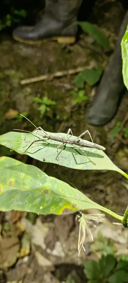 Experiencia nocturna de ranas y anfibios · foto 7