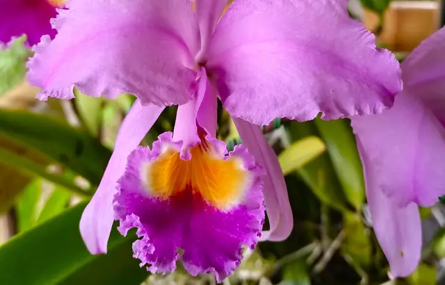 Un mundo de orquídeas · foto 7