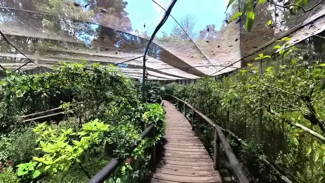 Jardín Botánico y Mariposario del Quindío · foto 3