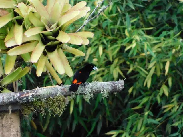 Avistamiento y fotografía de aves para aficionados · foto 7
