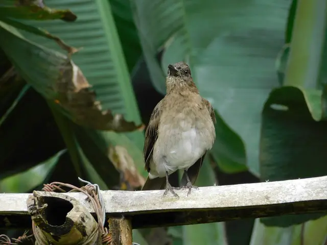 Aves · Jardín de aves en Circasia · foto 4