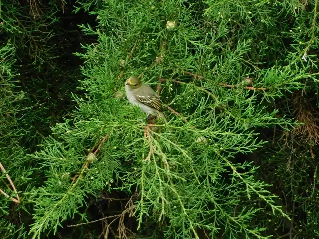 Aves · Retorno del Colibrí (comederos y fotografía) · foto 3