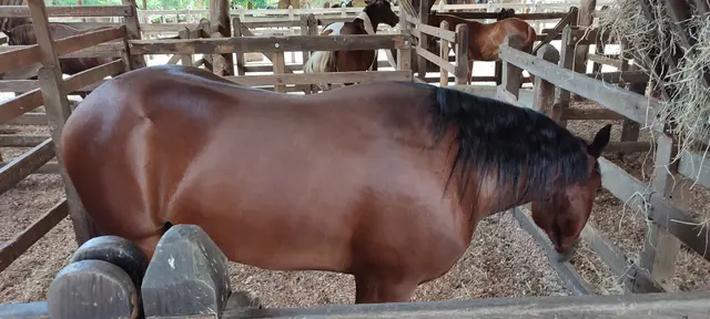 PANACA · foto 3