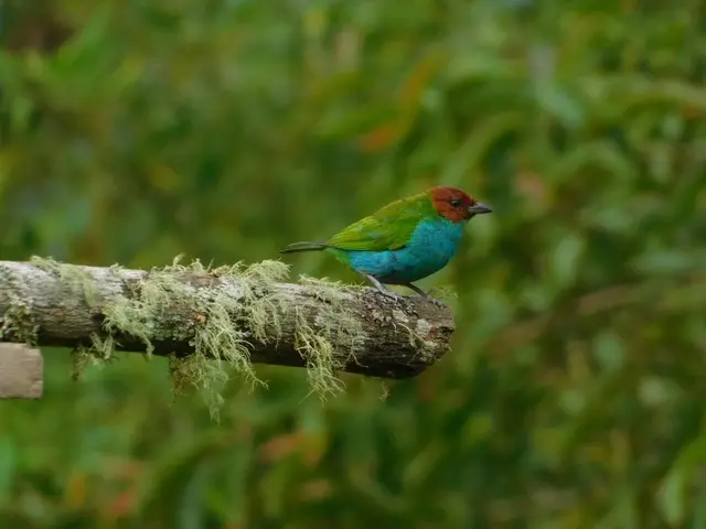 Avistamiento y fotografía de aves para aficionados · foto 3