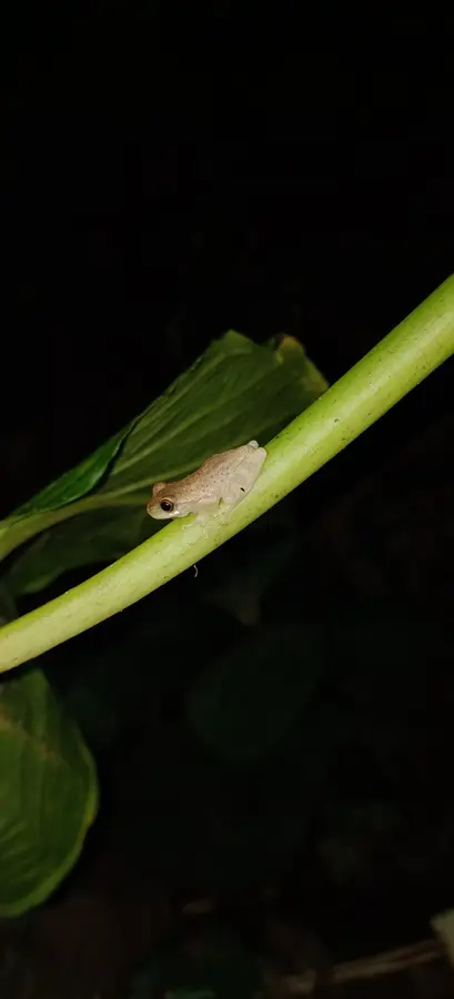 Experiencia nocturna de ranas y anfibios · foto 6