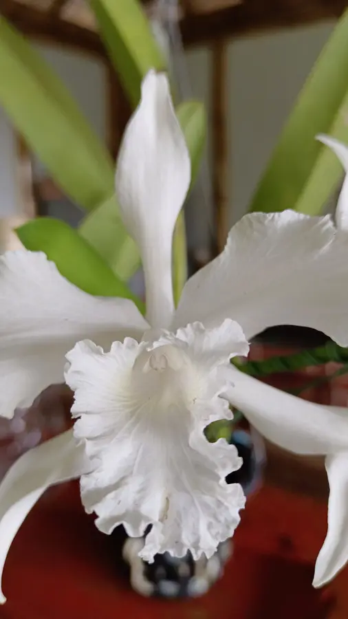 Un mundo de orquídeas · foto 2