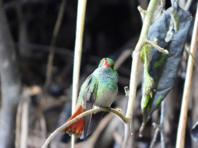 Avistamiento y fotografía de aves para aficionados · foto 6