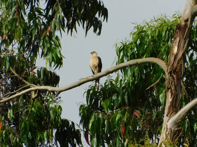 Aves · Caicedonia y Sevilla (Valle del Cauca) · foto 2