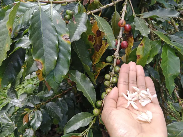 Visita a finca cafetera · foto 7