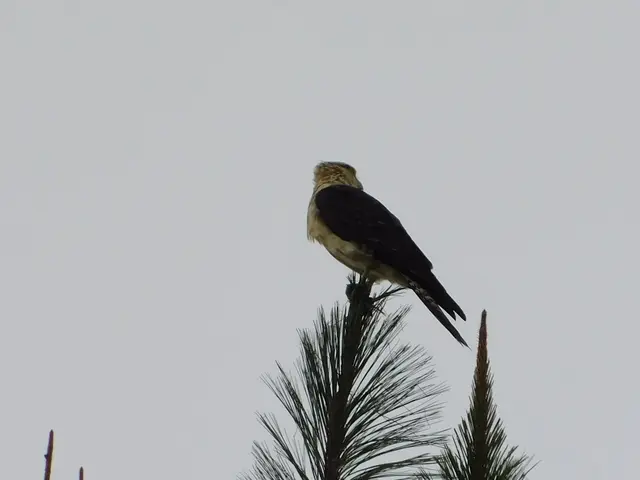 Aves · Caicedonia y Sevilla (Valle del Cauca) · foto 3