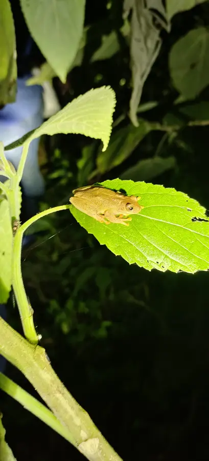 Experiencia nocturna de ranas y anfibios · foto 5