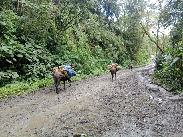 Trek Valle de Cocora · Acaime, casa de los colibríes · foto 3