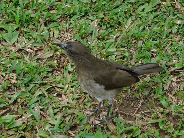 Aves · Caicedonia y Sevilla (Valle del Cauca) · foto 4