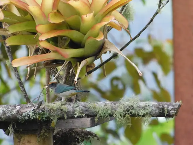 Aves para conocedores (birdwatching especializado) · foto 2