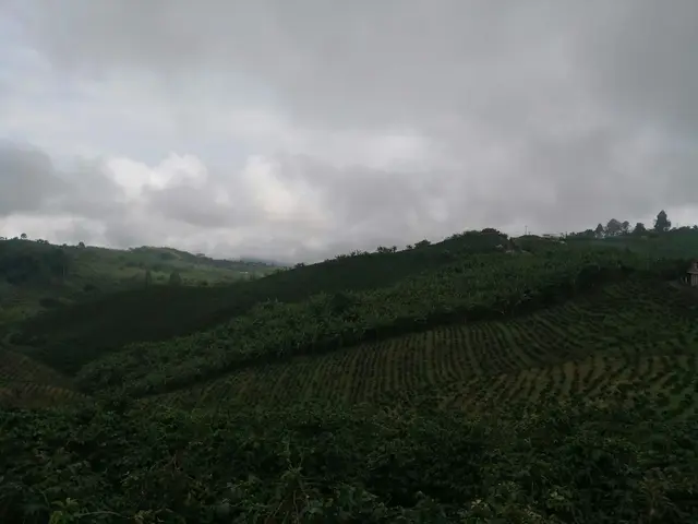 Visita a finca cafetera · foto 4