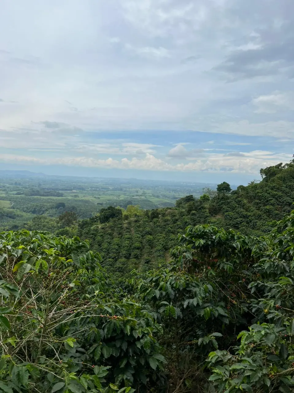 Paisaje Cultural Cafetero desde una finca del Quindío