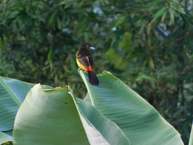 Avistamiento y fotografía de aves para aficionados · foto 5