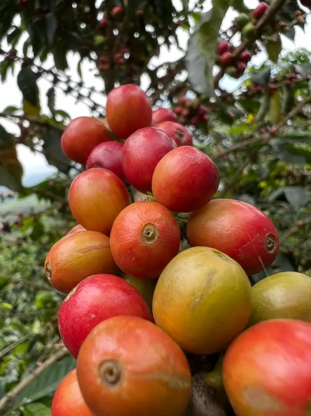 Visita a finca cafetera · foto 3