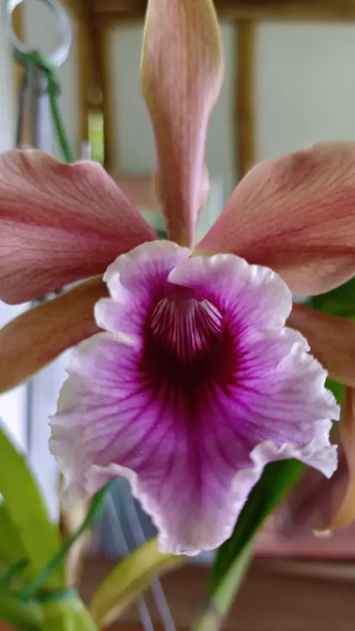 Un mundo de orquídeas · foto 3