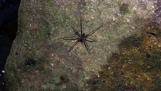 Experiencia nocturna de ranas y anfibios · foto 3
