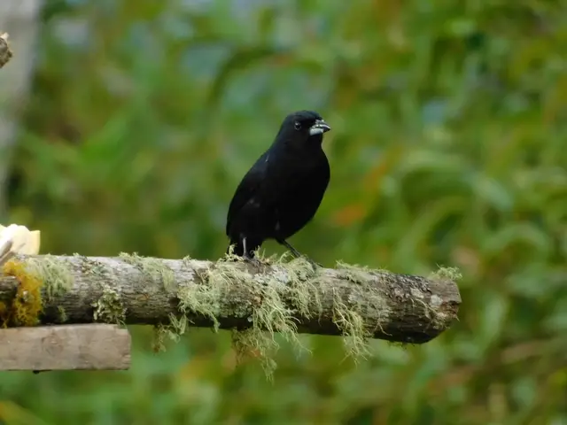 Avistamiento y fotografía de aves para aficionados · foto 2