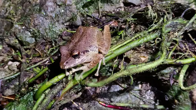 Experiencia nocturna de ranas y anfibios · foto 4