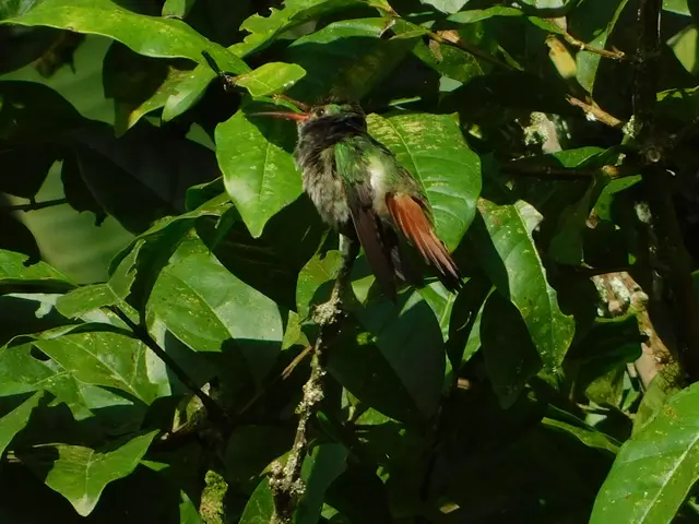 Aves · Retorno del Colibrí (comederos y fotografía) · foto 2