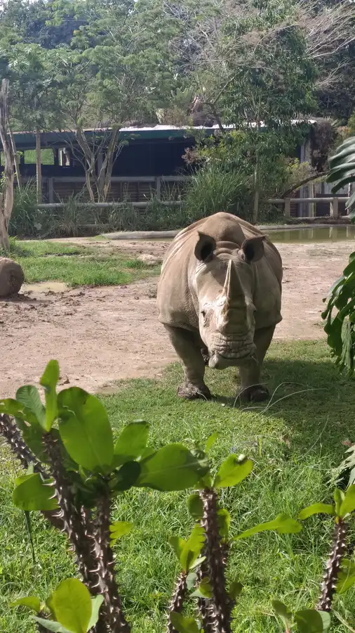 Bioparque Ukumarí · foto 6