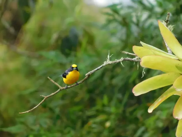 Avistamiento y fotografía de aves para aficionados · foto 4