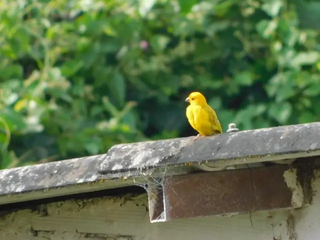Aves · Jardín de aves en Circasia · foto 2